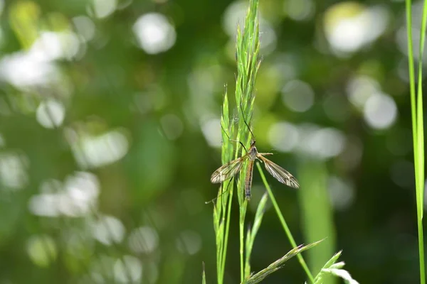 Grande guindaste voar na natureza verde com bokeh — Fotografia de Stock