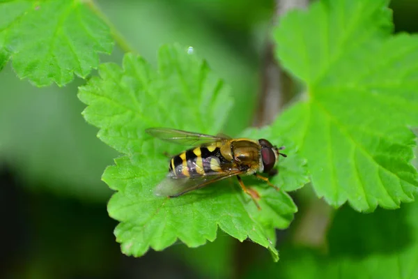 Een Hoverfly (Syrphidae) op groen blad in de natuur — Stockfoto