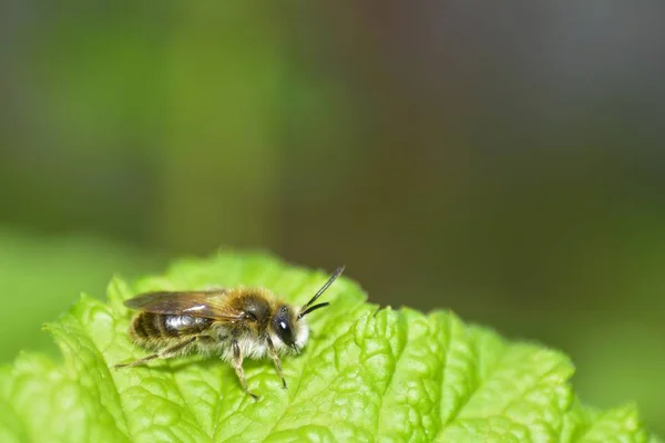 Een kleine Bee (Hymenoptera) op groen blad in de natuur — Stockfoto