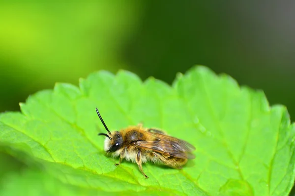 Een Bee (Hymenoptera) op groen blad in de natuur — Stockfoto