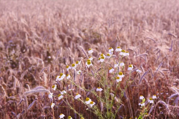 Flores de camomila na frente do campo de trigo — Fotografia de Stock