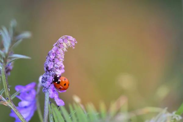 A  red Ladybug   (  Coccinellidae  )  on plant in nature with aphids and many copy space — Stock Photo, Image