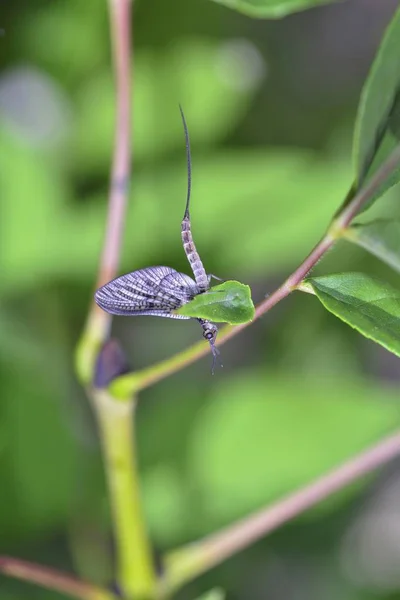 Eintagsfliege (Ephemeroptera) an einer Pflanze in der Natur — Stockfoto