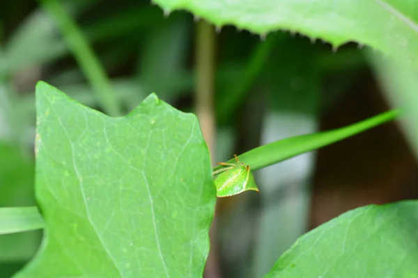 Cicada verte - cicadelle de buffle (Stictocephala bisonia) dans la nature — Photo