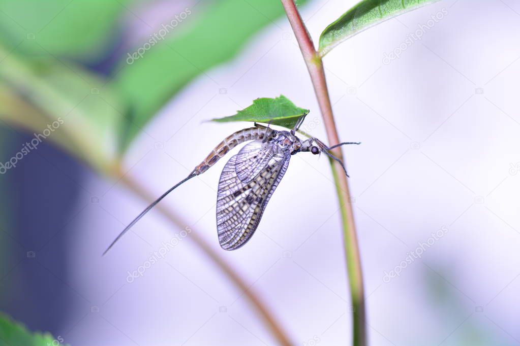 A Mayfly   (  Ephemeroptera  )   at a plant in nature
