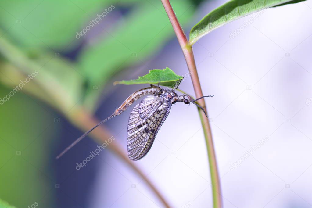One Mayfly   (  Ephemeroptera  )   at a plant in green  nature