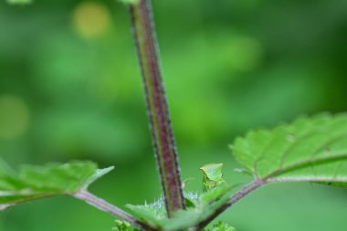 Yeşil Cicada - Buffalo treehopper (Stictocephala bizonyak ) yukarıdan