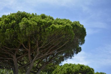 Cote d'Azur'da mavi gökyüzü olan çam, Fransa