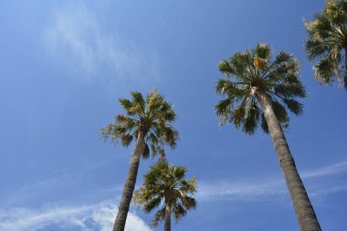 Güney Fransa'da mavi gökyüzü ile bazı palmiye ağaçları