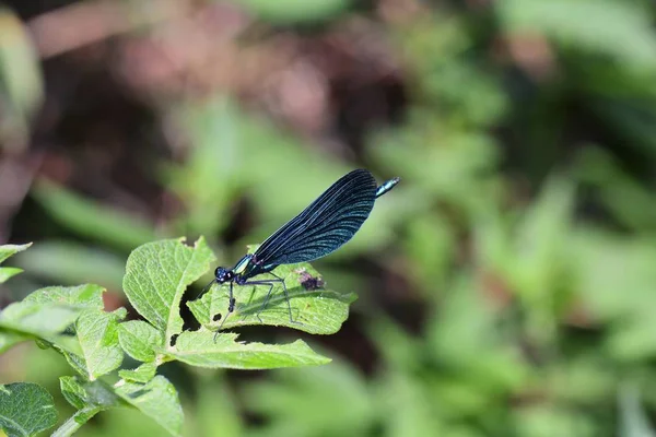 Uma libélula de beleza azul - Calopteryx virgem senta-se na folha na natureza verde — Fotografia de Stock
