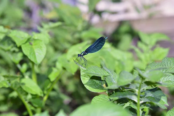 Una libellula blu - Calopteryx vergine nella natura verde — Foto Stock