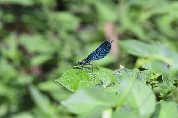 Libélula azul - Calopteryx virgem senta-se na folha na natureza verde — Fotografia de Stock