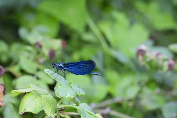 Libélula azul - Calopteryx virgem na natureza com espaço de cópia — Fotografia de Stock