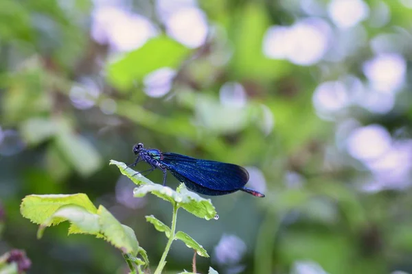 A blue beauty dragonfly   -   Calopteryx virgin in nature with bokeh — Stock Photo, Image