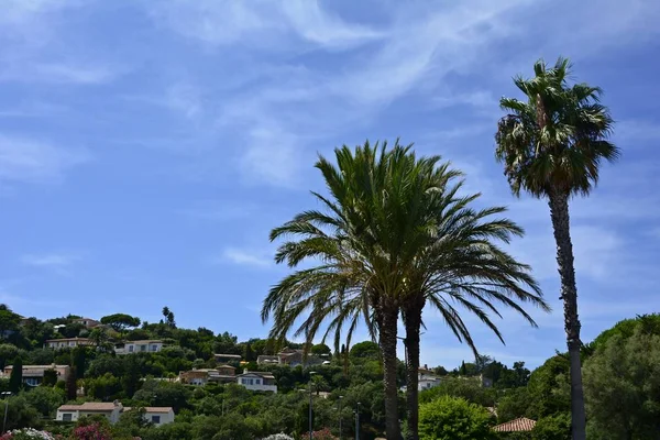 Palm trees and typical houses in southern France,  on the Cote d\'Azur