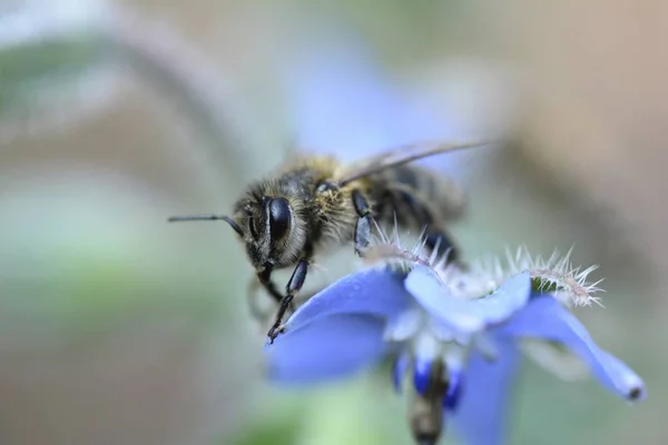 Een Bee zit op blauwe Bernagie bloemen in de natuur — Stockfoto