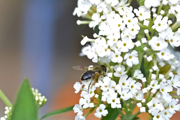 Bee-like hover fly   (  Eristalis  )  on white summer lilac