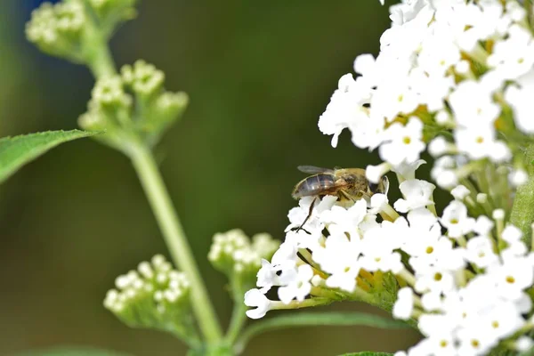 Bee-achtige hover vliegen op witte zomer Lila in groene natuur — Stockfoto