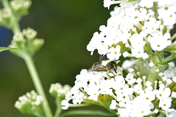 Yeşil doğada beyaz yaz leylak üzerinde arı gibi hover sinek — Stok fotoğraf