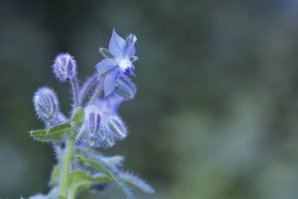 Fleurs et bourgeons de bourrache (Borago officinalis   ) — Photo