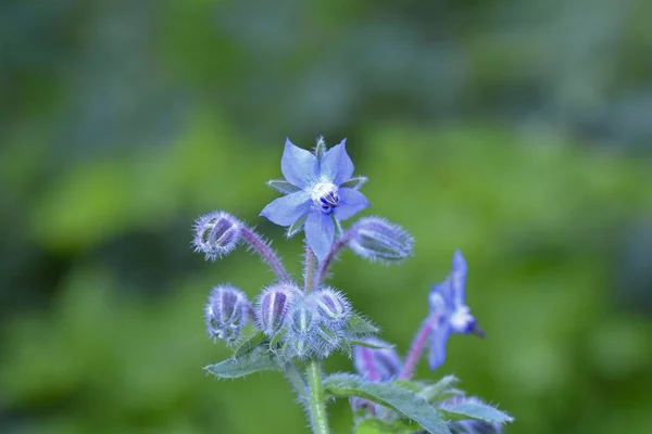 Blue borage flowers    (  Borago officinalis  ) in green nature — Stock Photo, Image