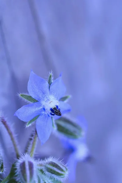 Eine Borretsch-Blüte (borago officinalis)  ) — Stockfoto