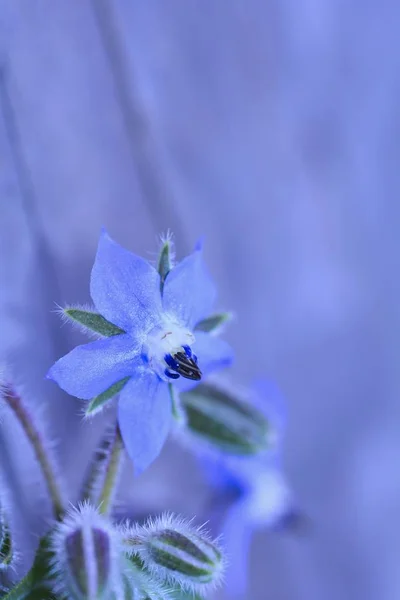 One borage flowers blossom   (  Borago officinalis  ) — Stock Photo, Image