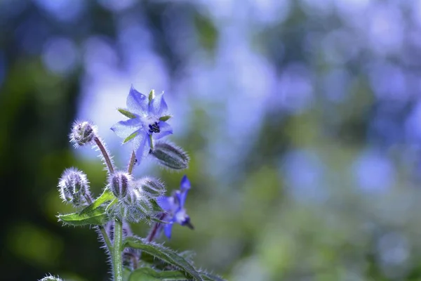 Blue borage flowers    (  Borago officinalis  )  with  green and blue nature bokeh — Stock Photo, Image