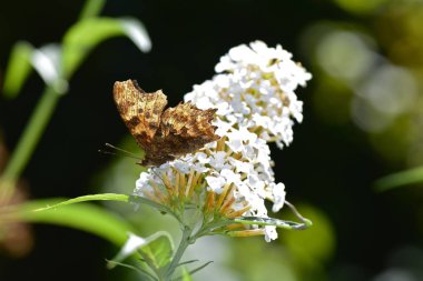 Virgül (Polygonia c-albüm), beyaz yaz leylak kapalı kanatları ile kelebek