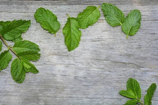 Peppermint daun pada kayu tua cerah dengan ruang fotokopi — Stok Foto