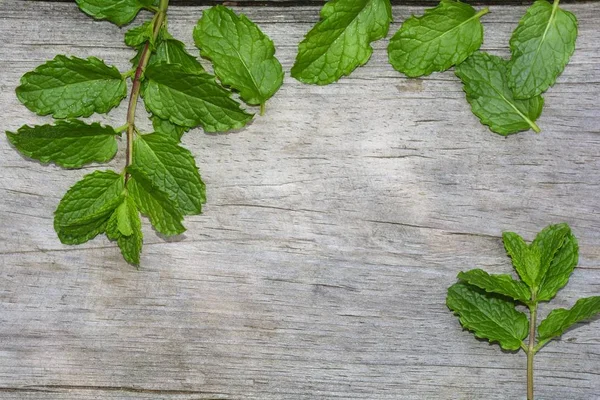 Beberapa daun peppermint segar pada kayu tua cerah dengan ruang fotokopi — Stok Foto