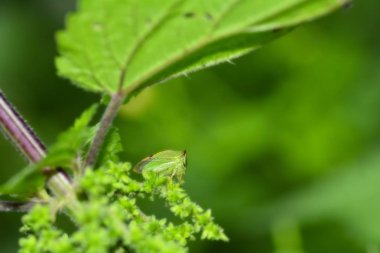 Yeşil bir Cicada - Buffalo treehopper (Stictocephala bizonyak ) yeşil doğada