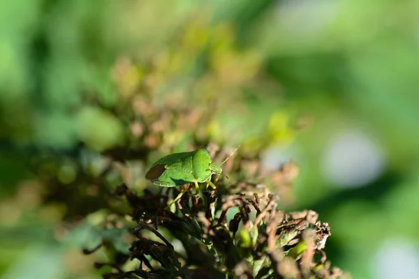 녹색 식물에 붙어 있는 녹색 악취 벌레 (palomena prasina) — 스톡 사진
