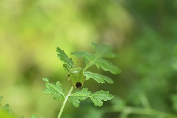 Зеленый вонючий жук (Palomena sina) на зеленом листе в природе — стоковое фото