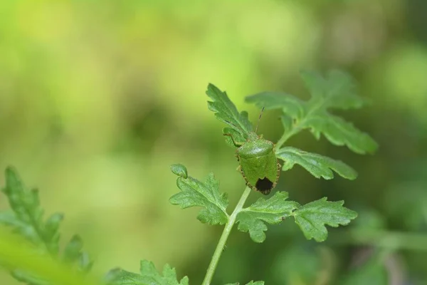 Satu hijau bau bug (Palomena prasina) pada daun di alam — Stok Foto