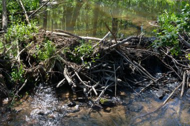 Kunduzlar tarafından inşa edilen baraj, bir sürü odun ve çamurla dolu küçük bir dereyi kaplıyor.