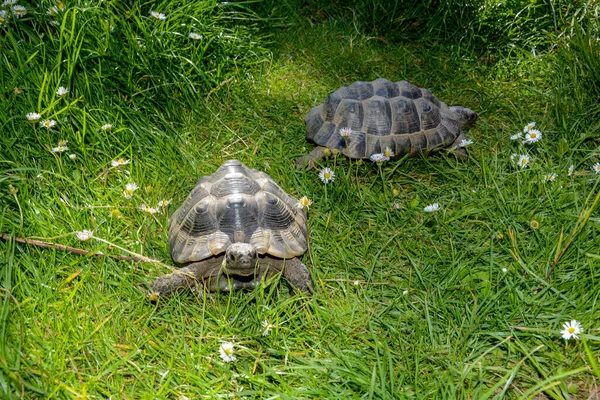 Dwa Żółwie Przebiegają Przez Zieloną Trawę Między Stokrotkami — Zdjęcie stockowe