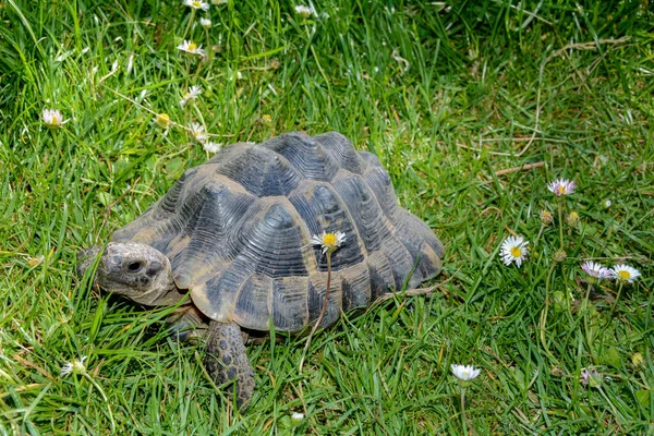 Черепаха Сбоку Зеленой Траве Между Ромашками — стоковое фото