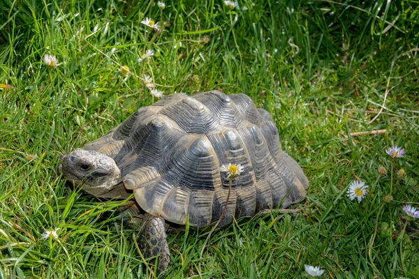 Een Schildpad Van Opzij Het Groene Gras Madeliefje — Stockfoto