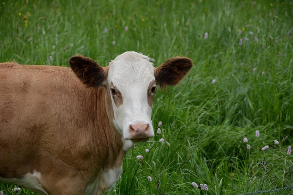 One  cow from the side stands on the green  pasture, with copy space