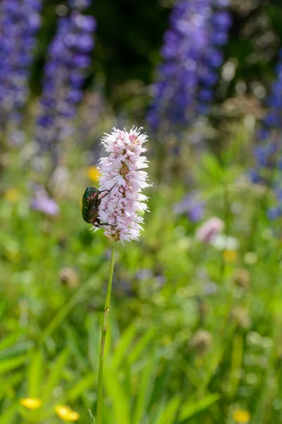 Groen Stralende Gewone Rozenkever Cetonia Aurata Een Roze Weide Onkruid — Stockfoto