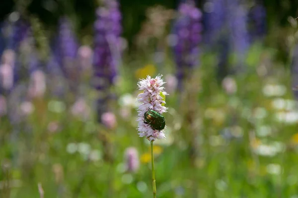 Gouden Kever Groene Rups Een Weiland Wiet — Stockfoto