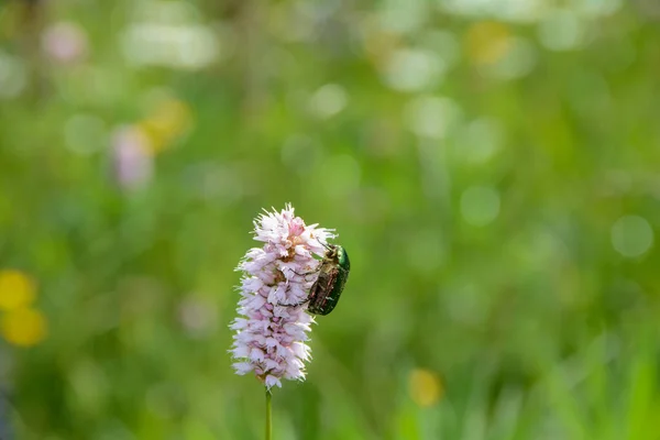 Groene Glinsterende Gewone Rozenkever Cetonia Aurata Een Roze Weide Knoopwier — Stockfoto