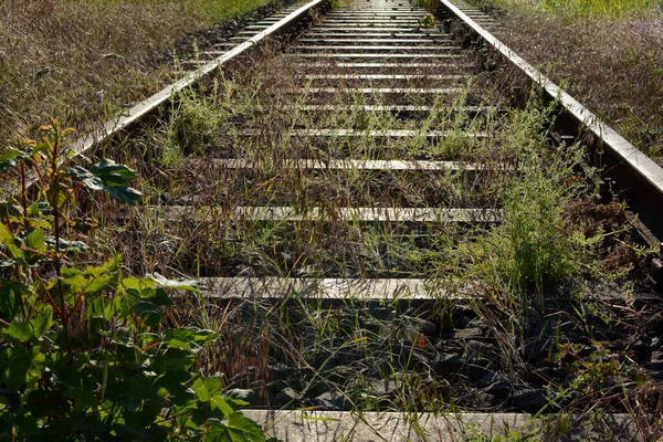 Tory Kolejowe Przyrodzie Wysoką Trawą Pierwszym Planie — Zdjęcie stockowe