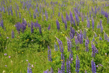 Yüksek Rhoen, Almanya 'da yeşil bir çayırda mor lupinler.
