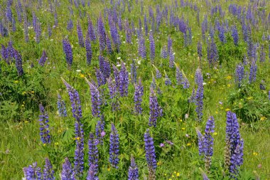 Yüksek Rhoen, Almanya 'da yeşil bir çayırda mor lupinler.