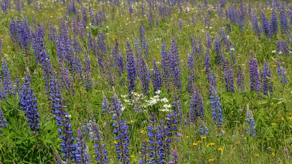 Lila Lupinen Und Gänseblümchen Auf Einer Grünen Wiese Der Hohen — Stockfoto