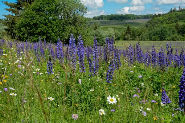 Paisaje Con Prado Verde Con Altramuces Árboles Alto Rhoen Alemania —  Fotos de Stock