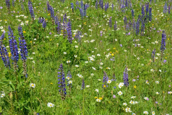 Schöne Wiese Mit Violetten Lupinen Und Gänseblümchen — Stockfoto