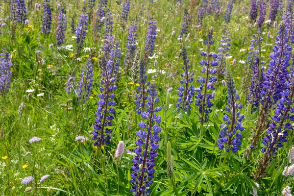 Lila Lupinen Auf Einer Grünen Wiese Der Hohen Rhön — Stockfoto